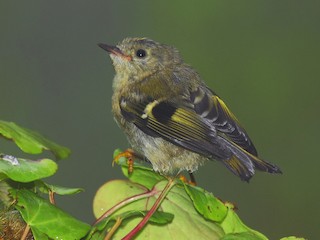 Молодая птица (Sao Miguel) - António Gonçalves - ML256750781