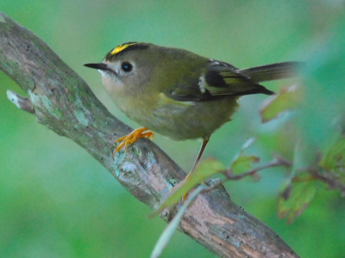 Goldcrest - eBird