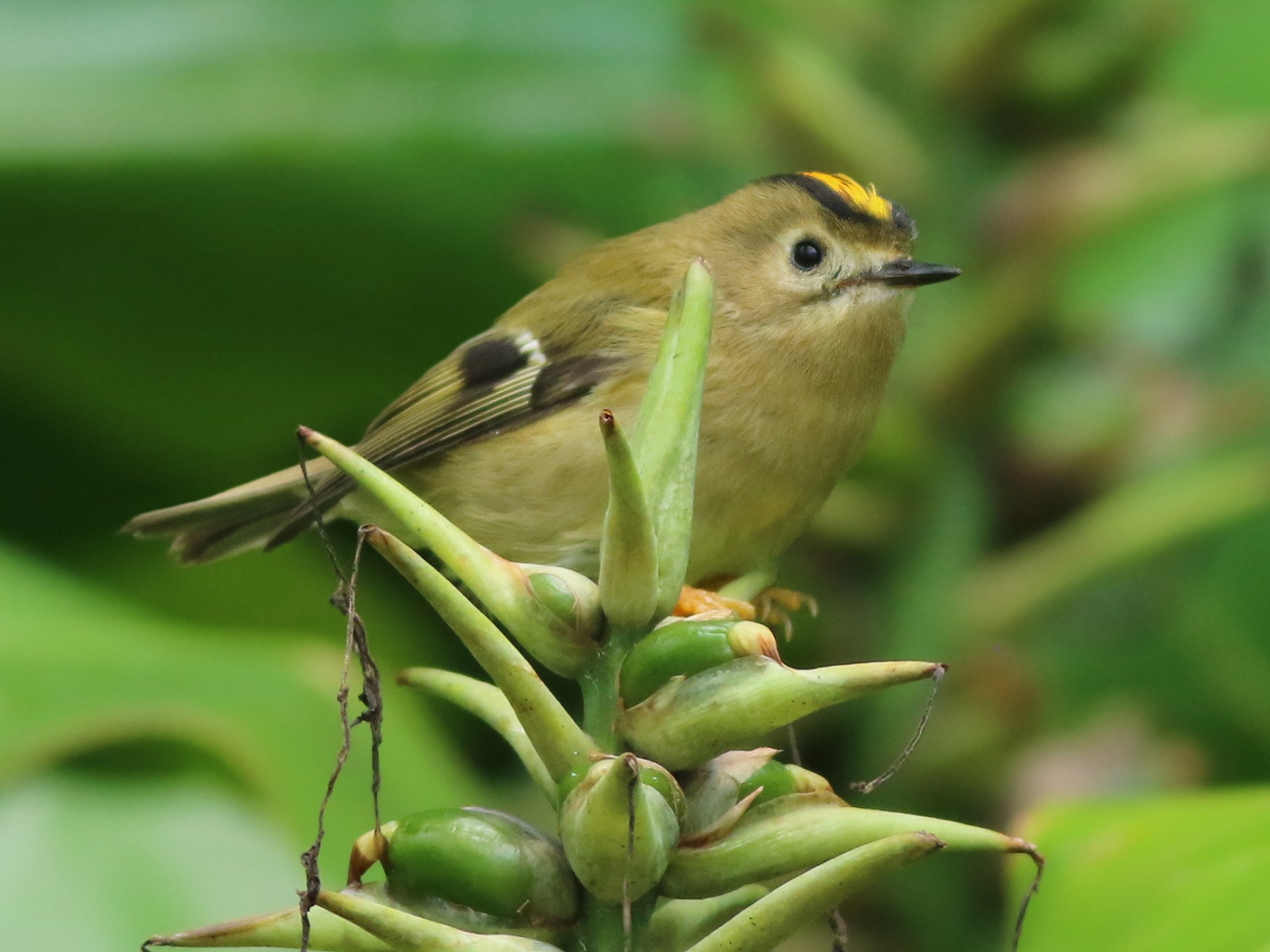 Goldcrest - Jeremiah Trimble