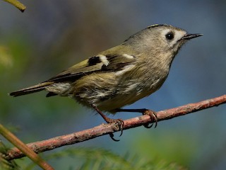 成鳥 (Asian) - Vincent Wang - ML256750811