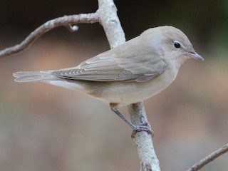  - Garden Warbler