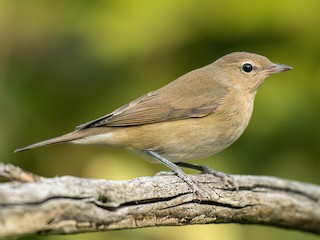  - Garden Warbler