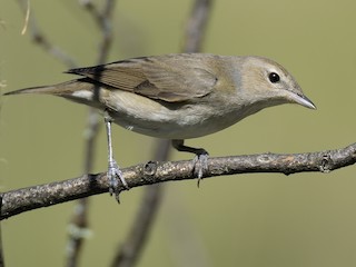  - Garden Warbler