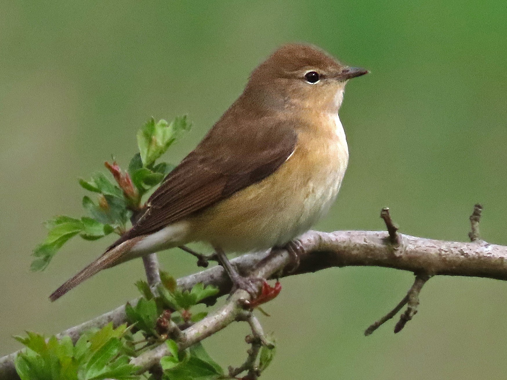 Garden Warbler - Dominic Garcia-Hall