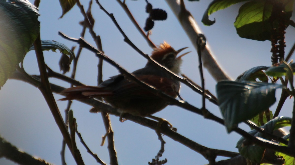 Line-cheeked Spinetail (Baron's) - ML256752851