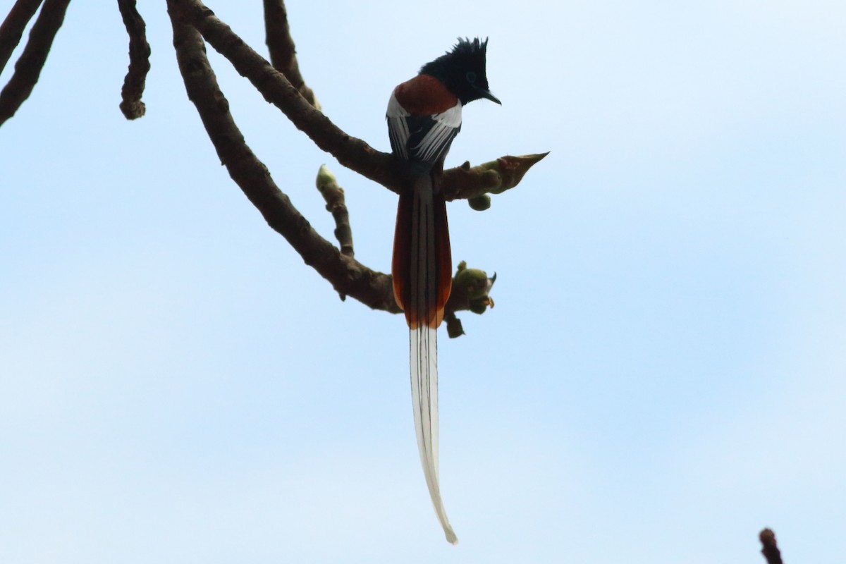 African Paradise-Flycatcher - Alexandre Hespanhol Leitão