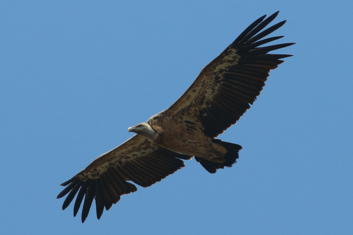 White-backed Vulture - Alexandre Hespanhol Leitão