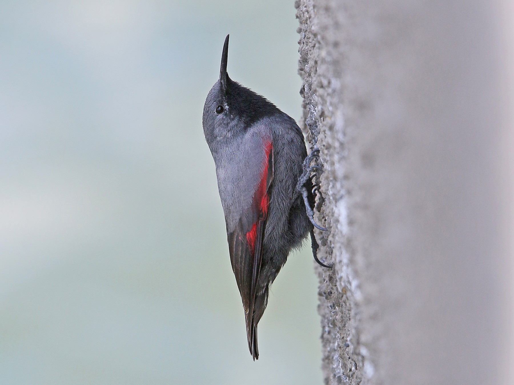 Wallcreeper - Christoph Moning