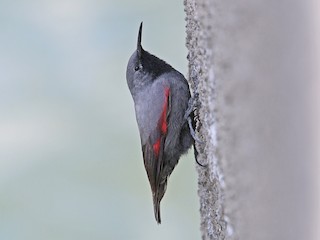  - Wallcreeper