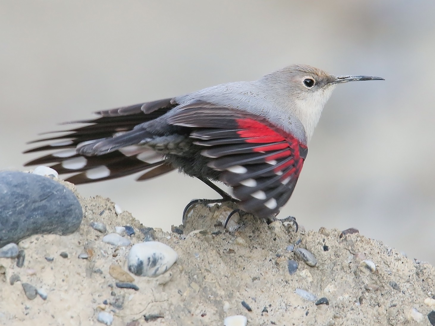 Wallcreeper - Imran Shah