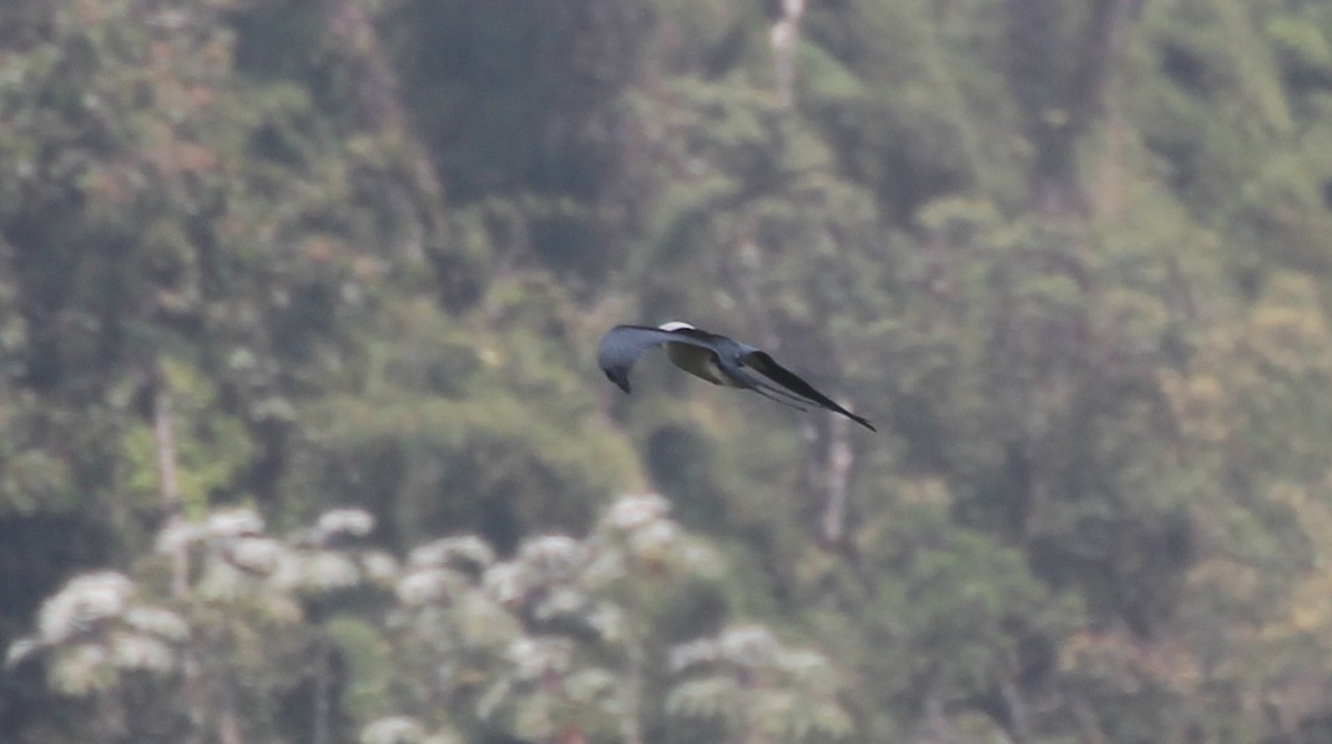 Swallow-tailed Kite - Mathieu Franzkeit