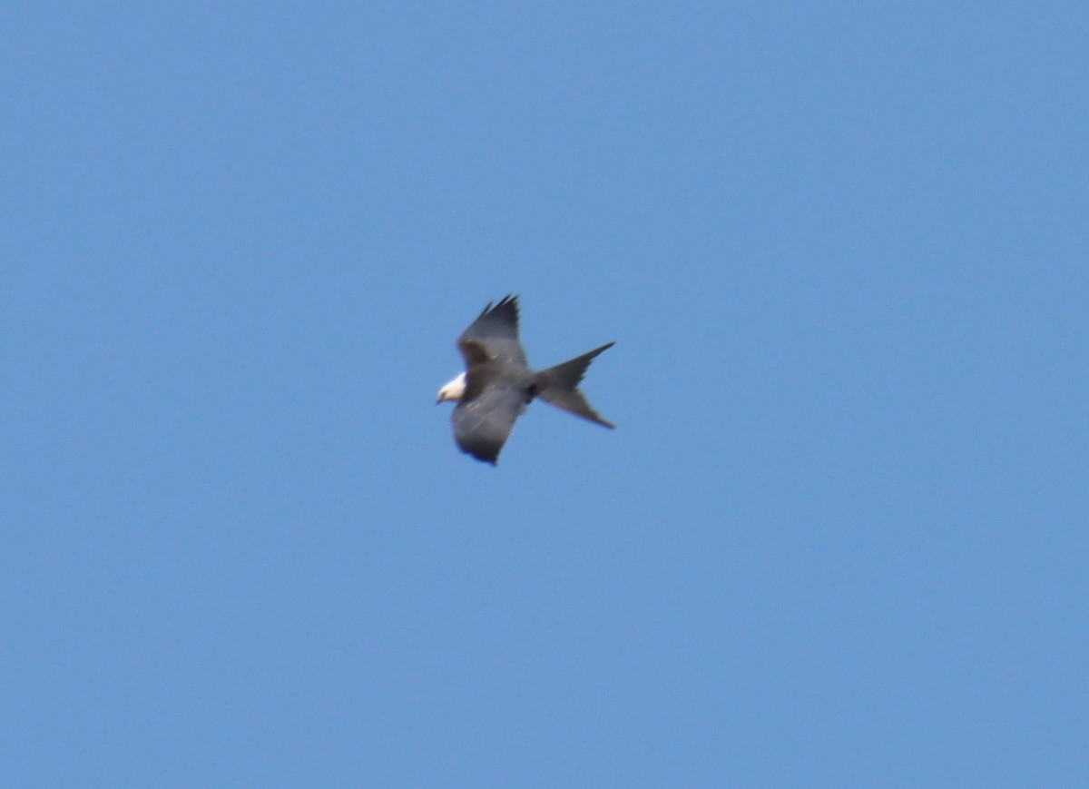 Swallow-tailed Kite - ML256755731