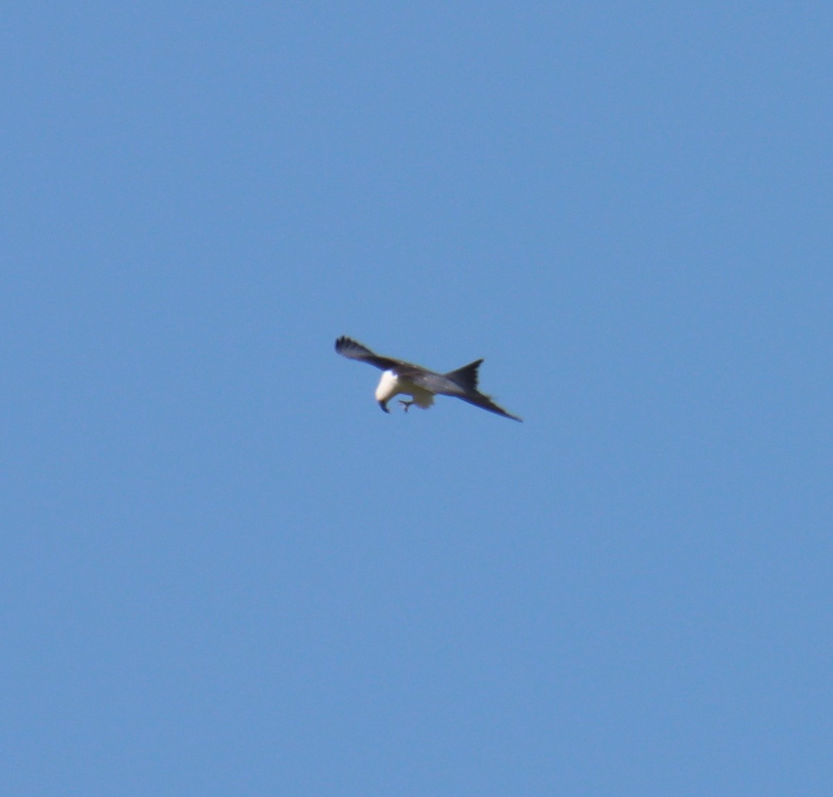 Swallow-tailed Kite - ML256755821