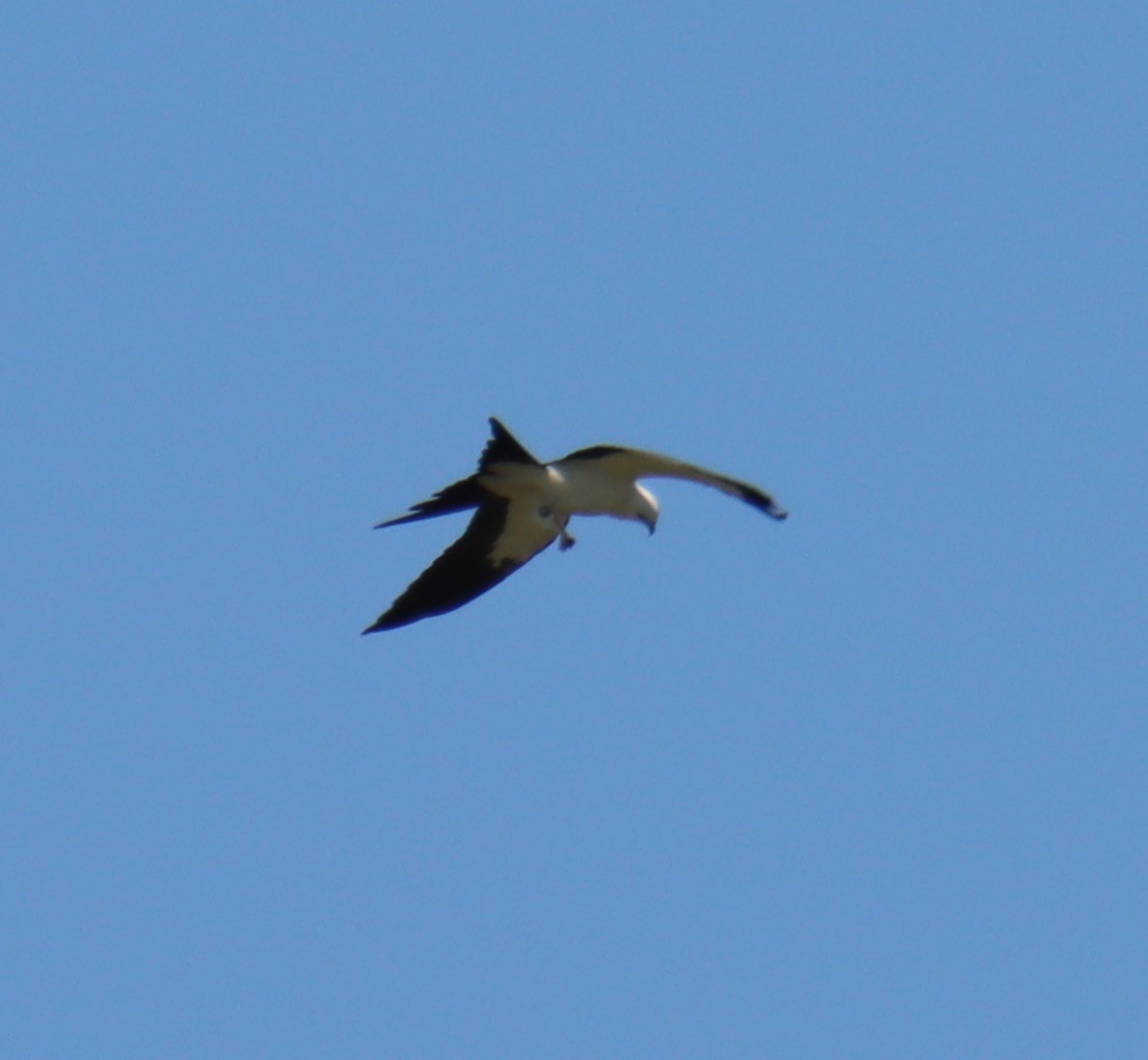 Swallow-tailed Kite - ML256755921