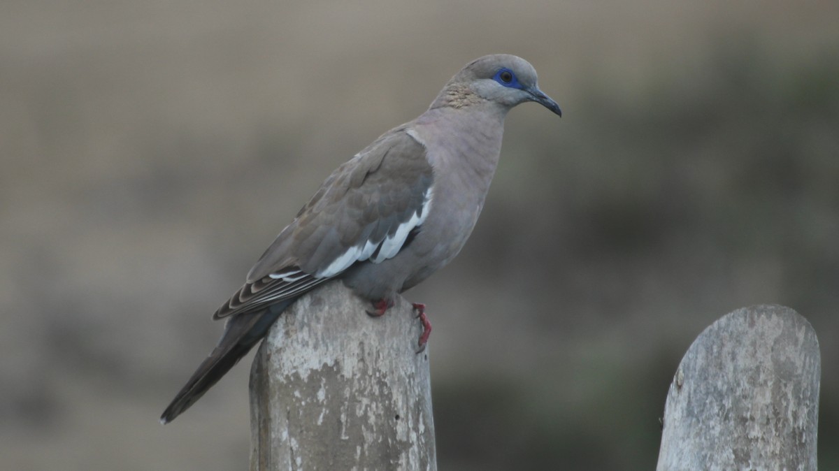 West Peruvian Dove - Mathieu Franzkeit