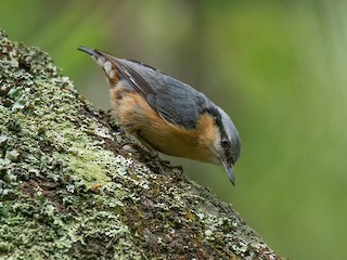  - Eurasian Nuthatch (Chinese)