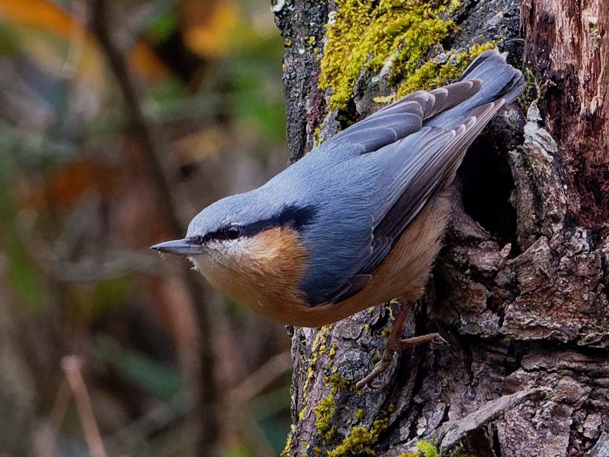 Eurasian Nuthatch - Vincent Wang