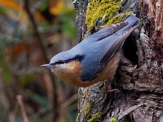  - Eurasian Nuthatch (Chinese)