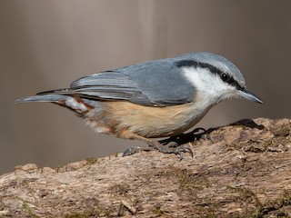  - Eurasian Nuthatch
