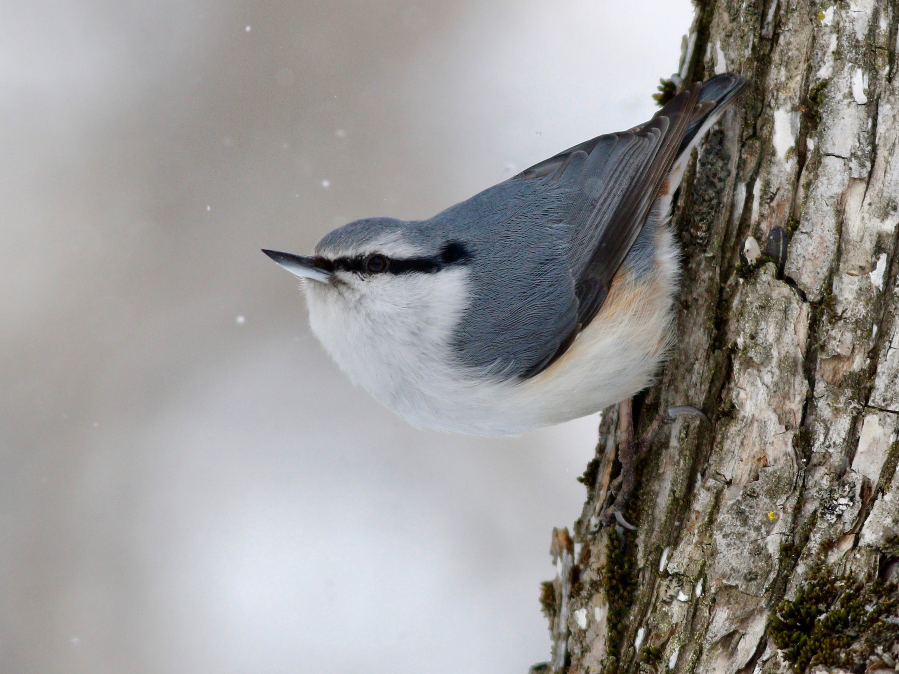 Eurasian Nuthatch - Tor Olsen