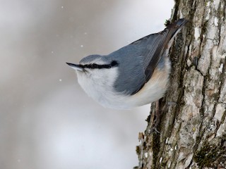  - Eurasian Nuthatch