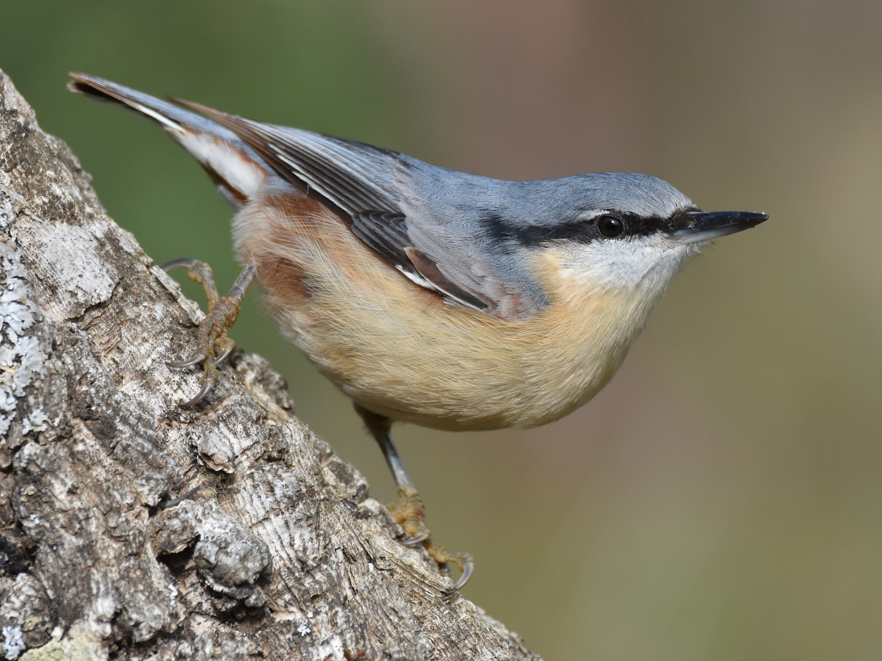 Eurasian Nuthatch - Santiago Caballero Carrera