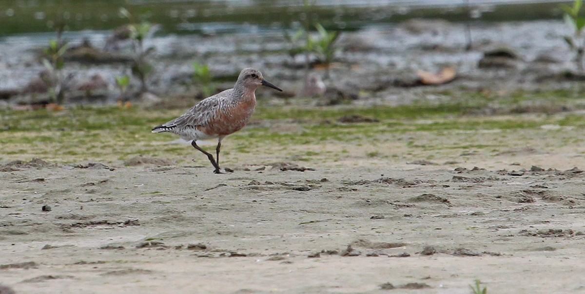 Red Knot - ML25675931