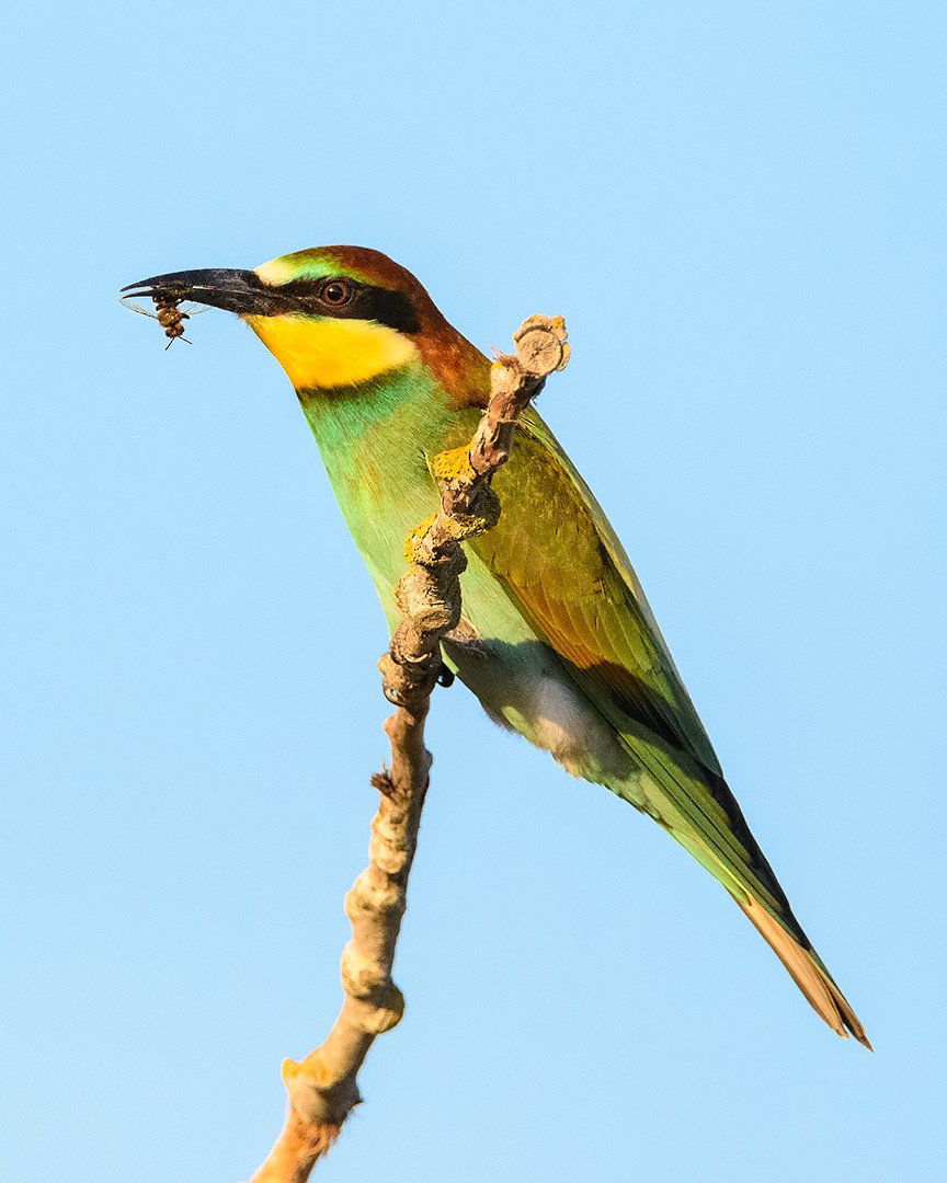 European Bee-eater - Daniel Maza