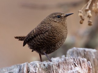  - Eurasian Wren