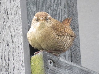  - Eurasian Wren (Faeroe)
