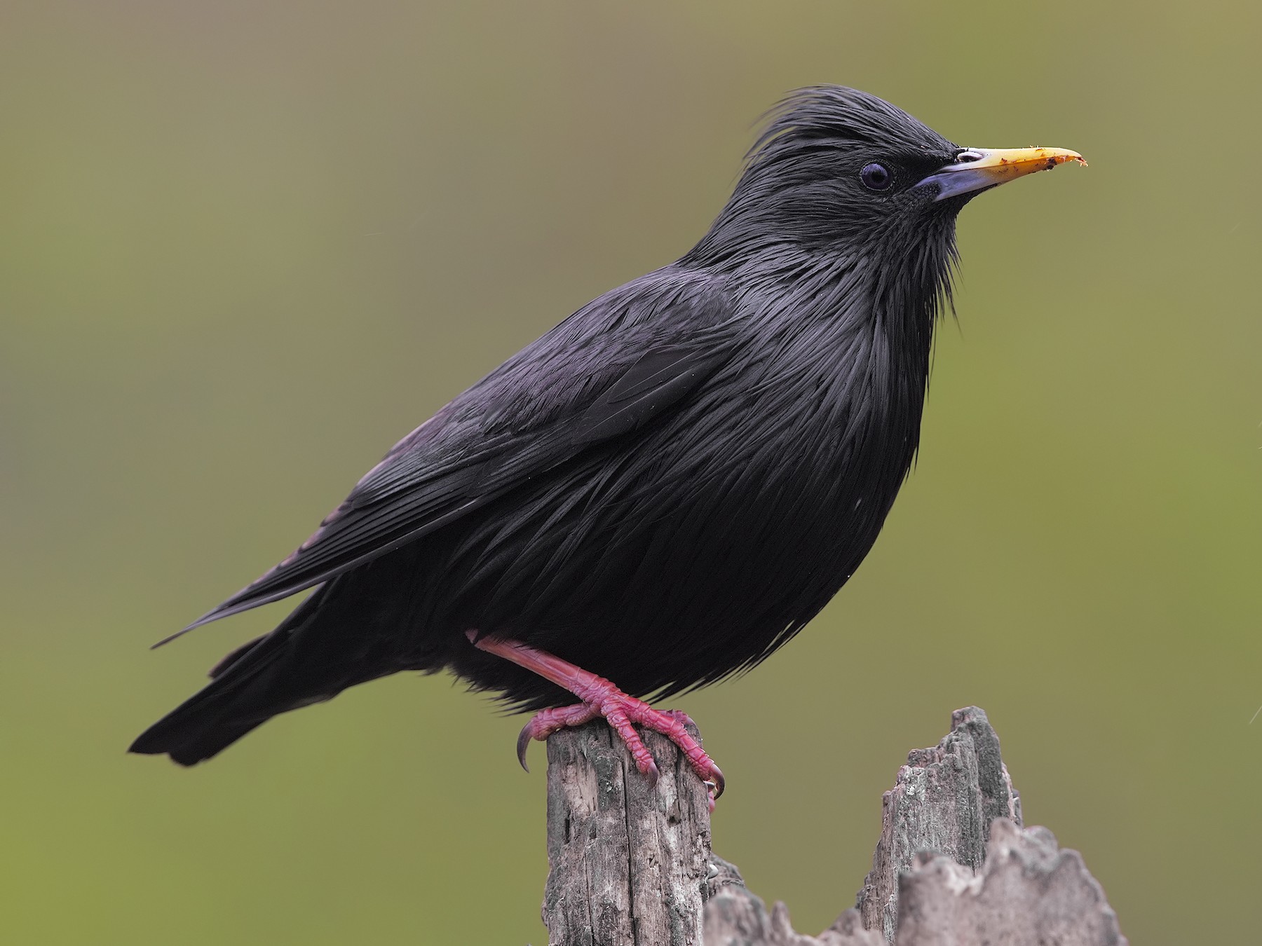 Spotless Starling - Marco Valentini