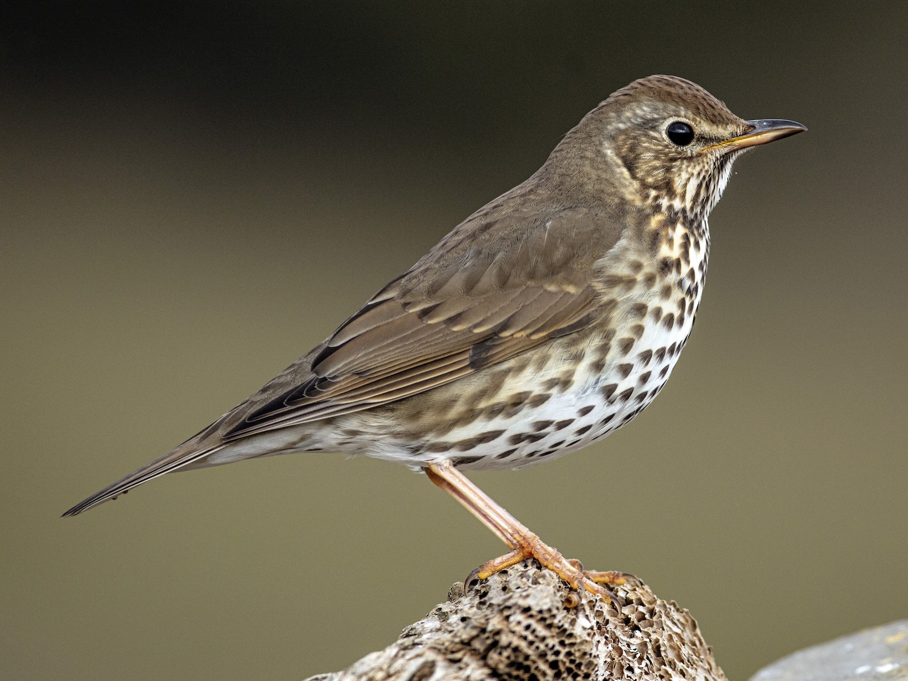 Song Thrush - Rafael Pardo