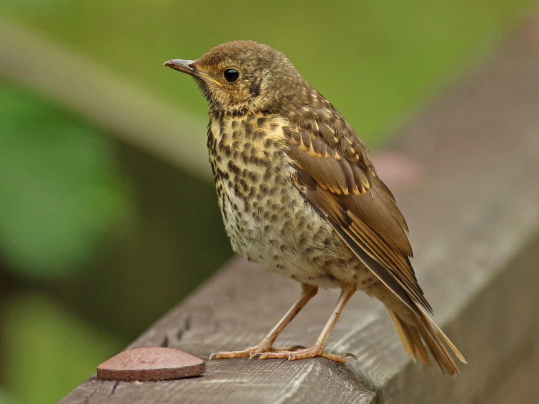 Song Thrush - Andrew Steele