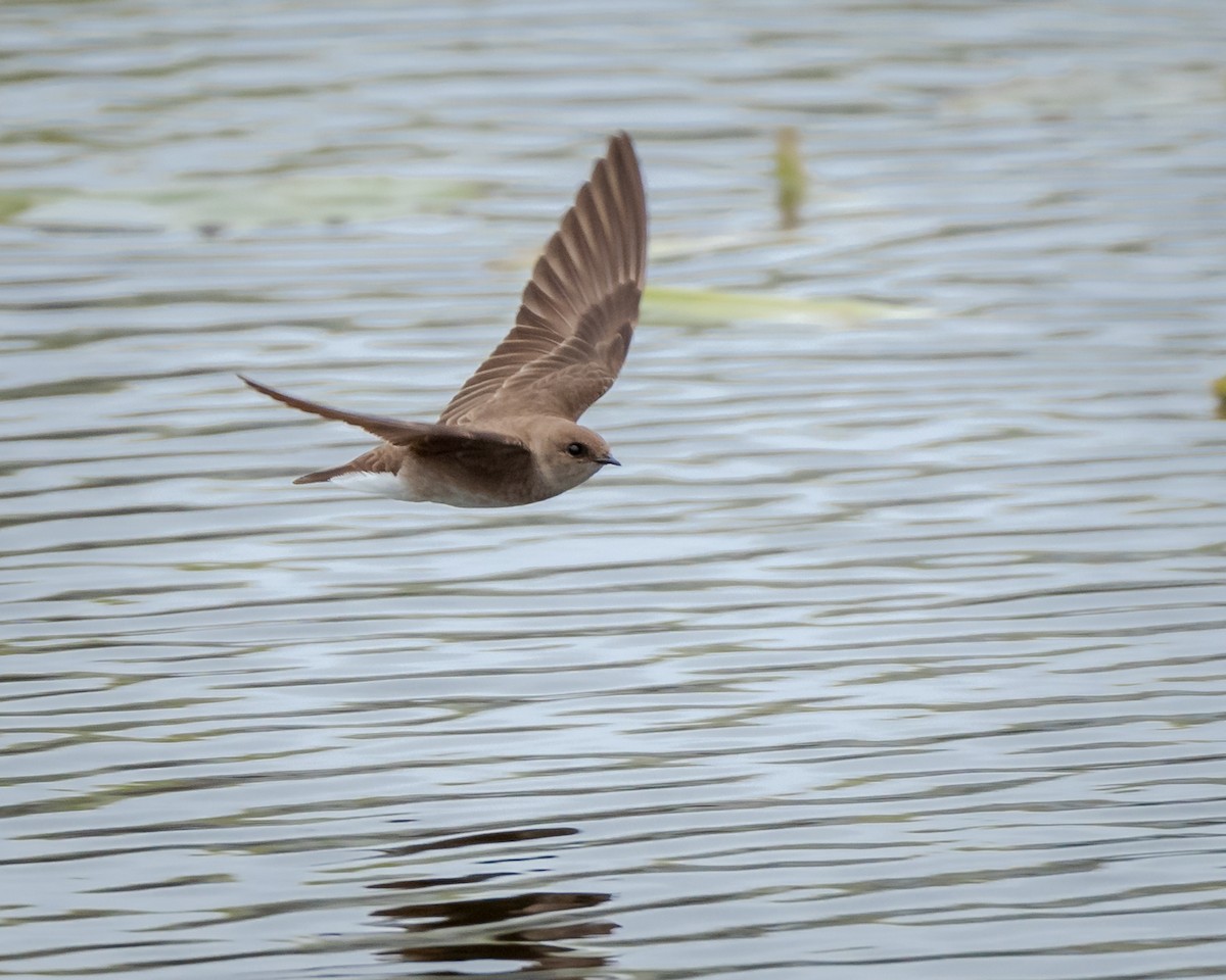 Northern Rough-winged Swallow - Andy Wilson