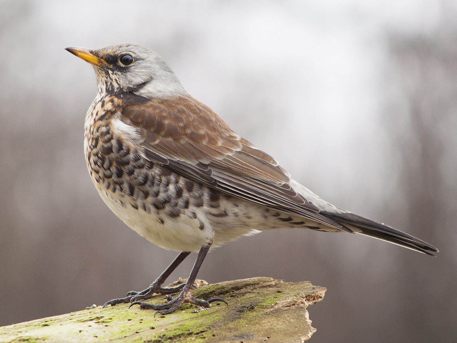 Fieldfare - eBird Canada