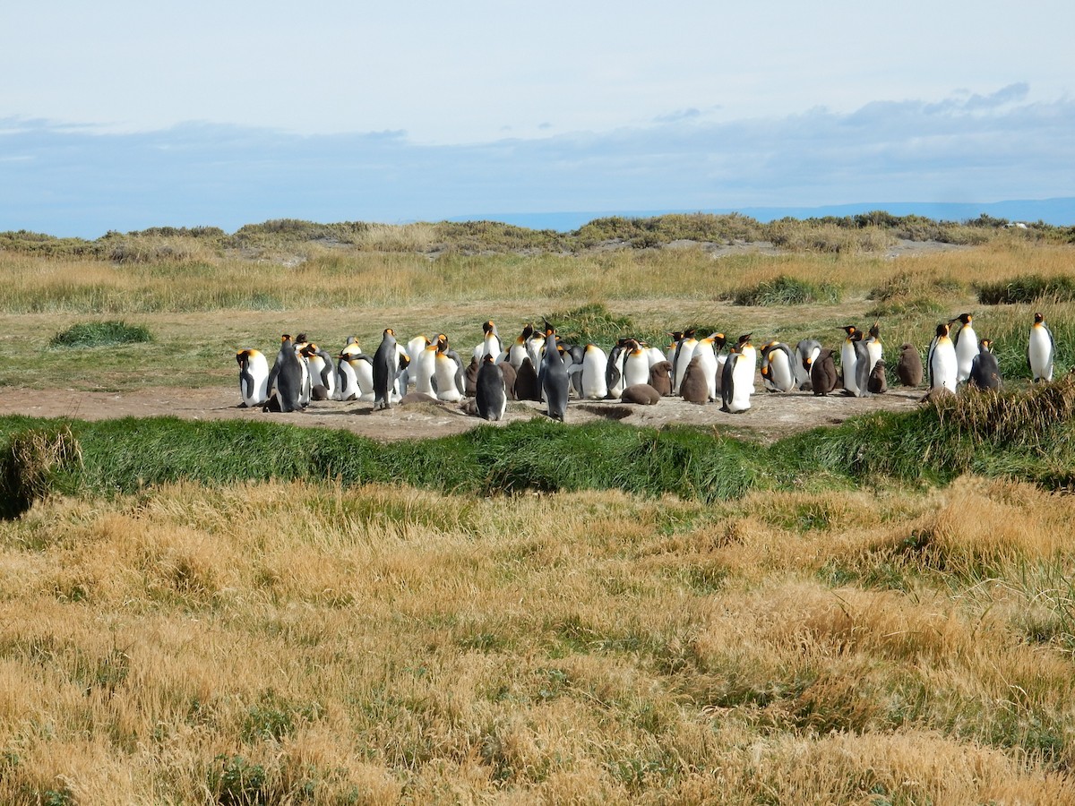 tučňák patagonský - ML25677001