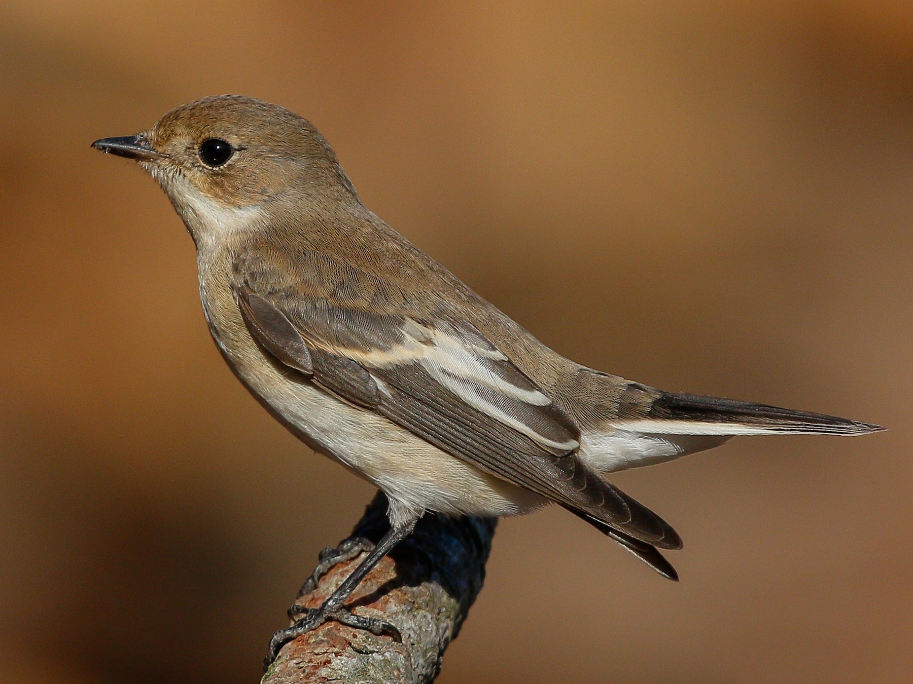 European Pied Flycatcher - Vasco Valadares