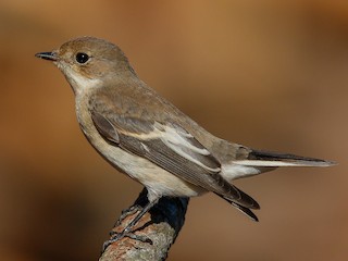 雌鳥/非繁殖期雄鳥 - Vasco Valadares - ML256770071