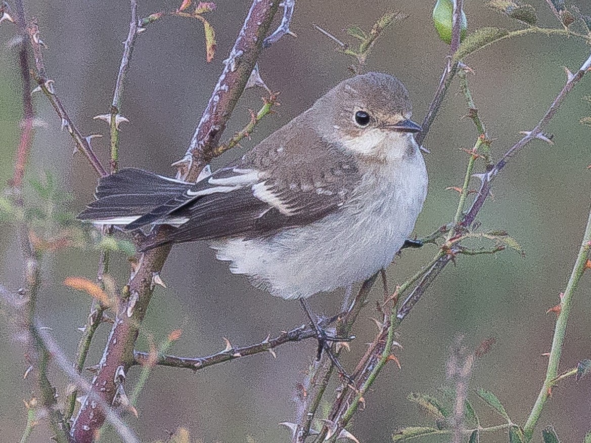 European Pied Flycatcher - Jesús Mari Lekuona Sánchez