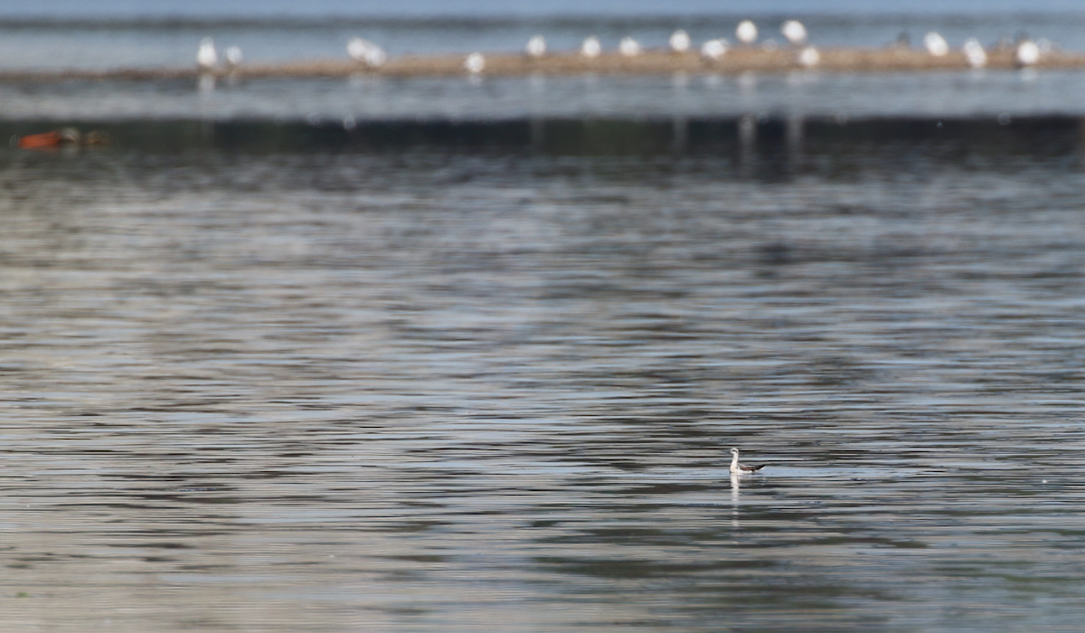 Red-necked Phalarope - Ted Gilliland