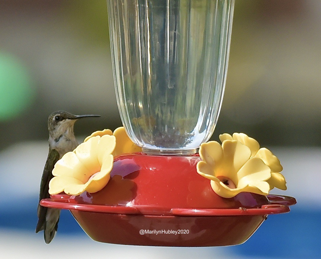 Ruby-throated Hummingbird - ML256774011