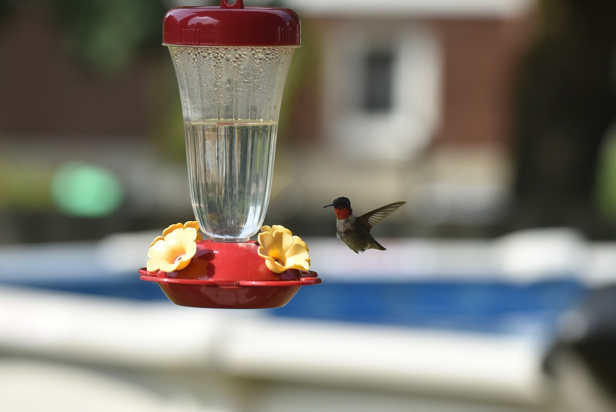 Ruby-throated Hummingbird - ML256774211