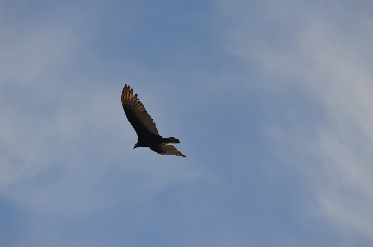 Turkey Vulture - Cesar F. Biscay