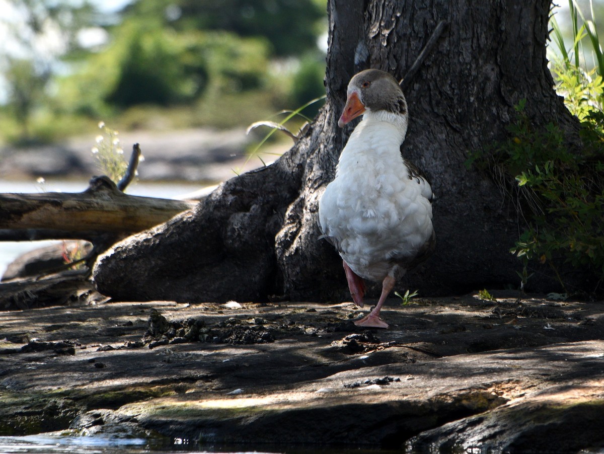 Domestic goose sp. (Domestic type) - Wendy Hill