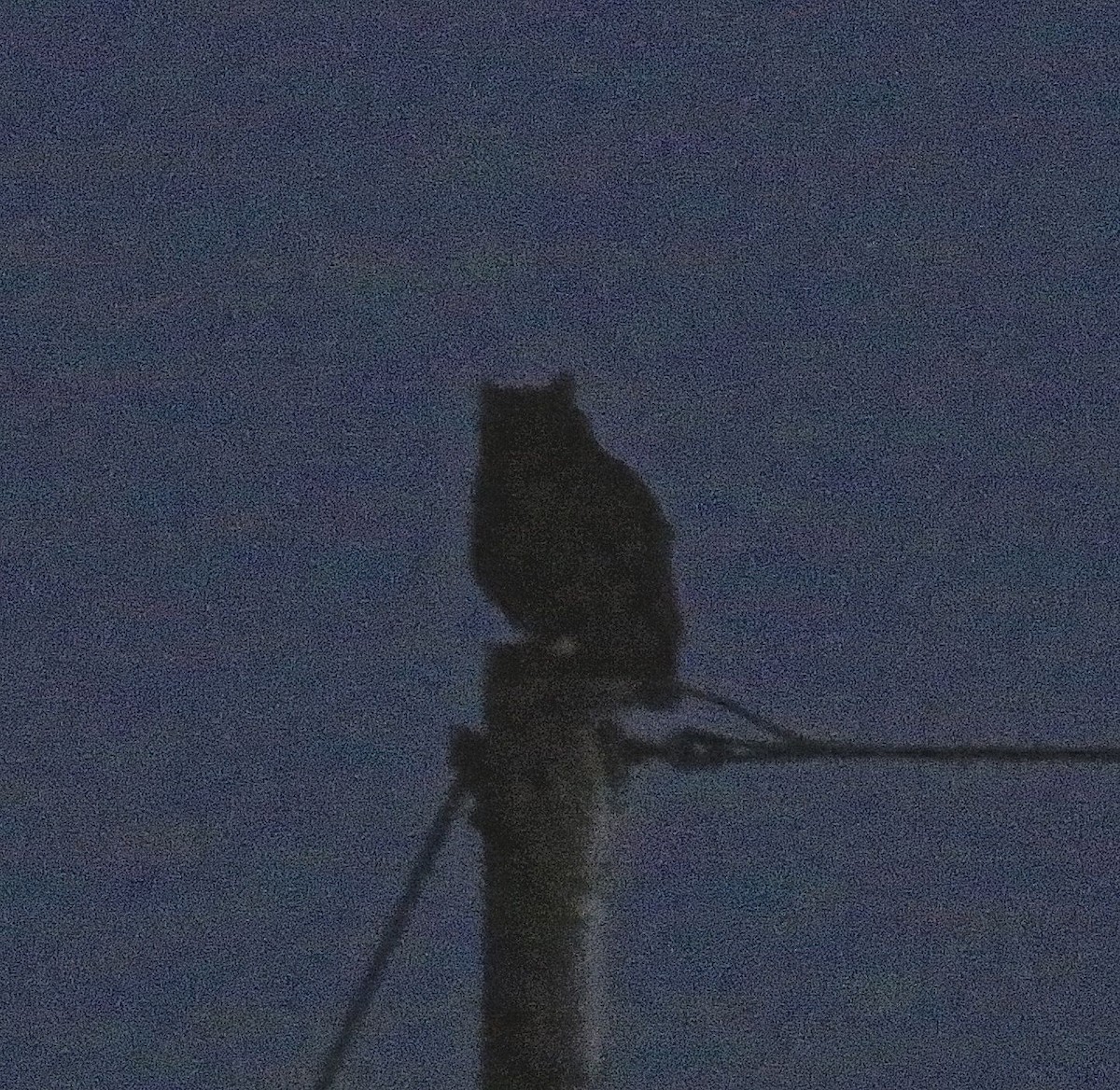 Great Horned Owl - ML25677941