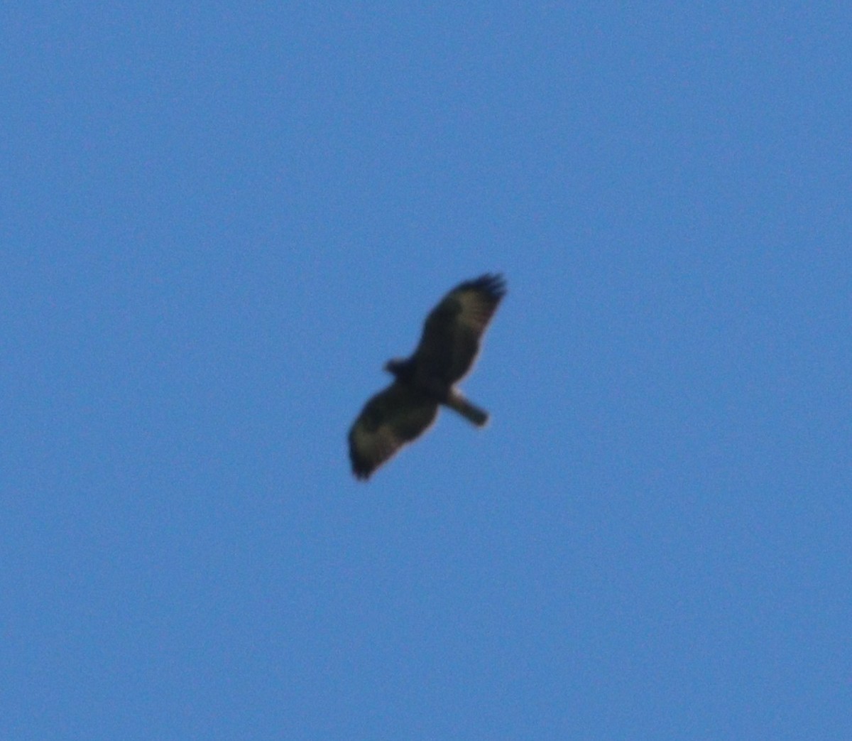 Short-tailed Hawk - ML256782711