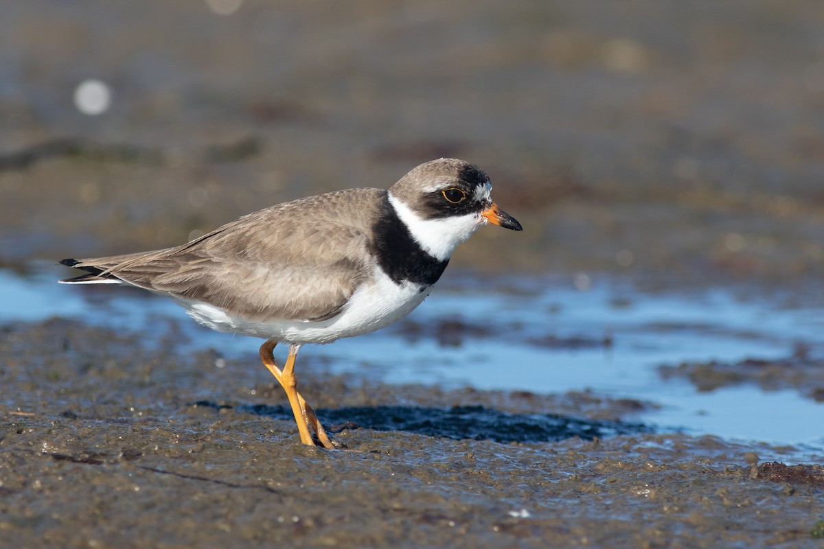 Semipalmated Plover - Max  Chalfin-Jacobs