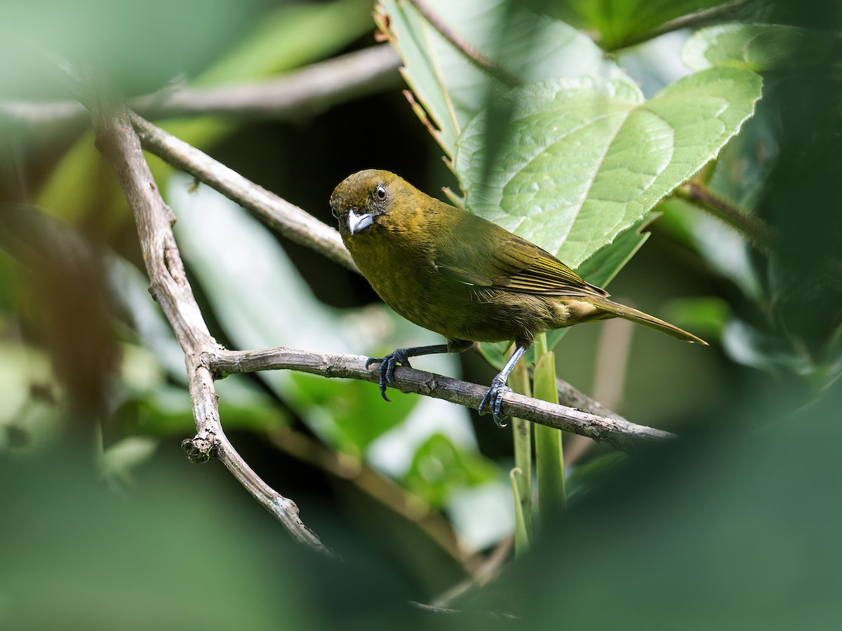 Yellow-green Tanager - ML256785201