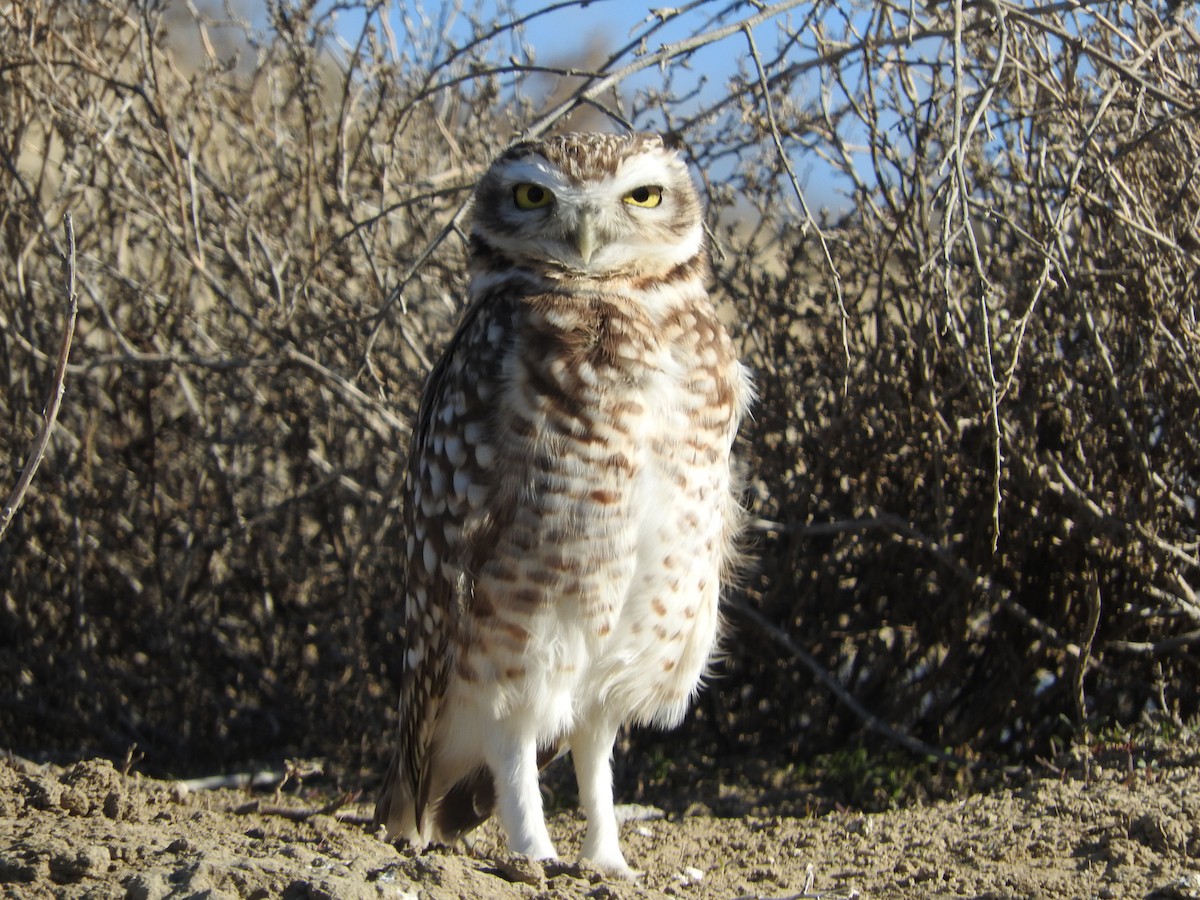 Burrowing Owl - ML256786741