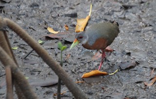  - Little Wood-Rail